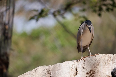 Solitary Bird on Rock
