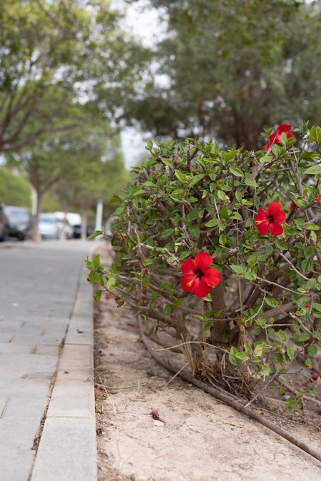 Vibrant Flowers by the Sidewalk