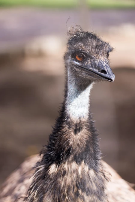 Close-up of an Emu