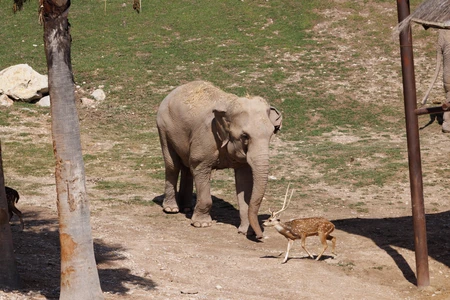 Elephant and Deer Encounter