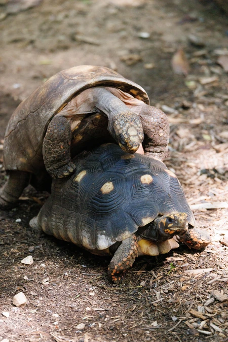 Tortoise Interaction