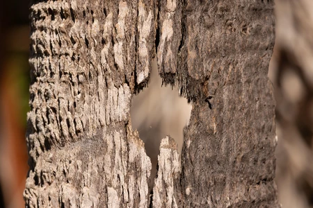 Textured Tree Bark