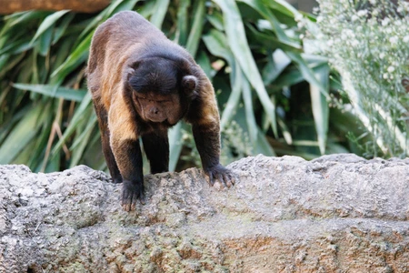 Capuchin Monkey in Natural Habitat