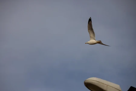 Soaring Seagull