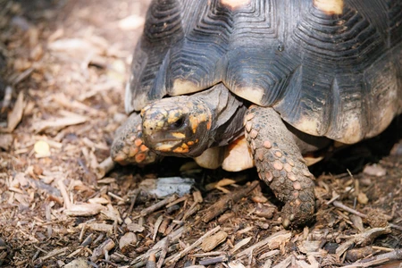 Tortoise on Natural Ground
