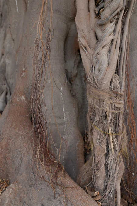 Intricate Tree Bark