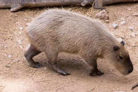 Capybara in Natural Habitat