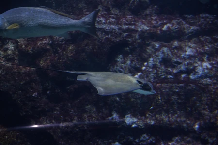 Underwater Scene with Ray and Fish