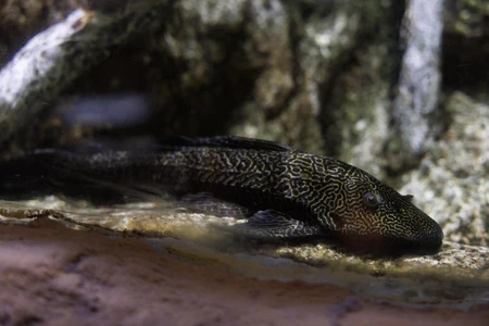 Aquatic Patterned Fish