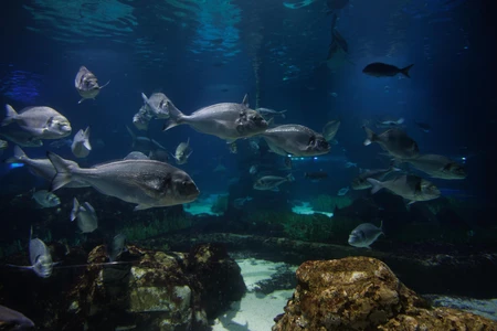 Underwater Marine Life