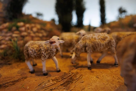 Miniature Sheep Scenery