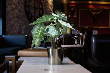 Decorative Plant in a Stylish Cafe