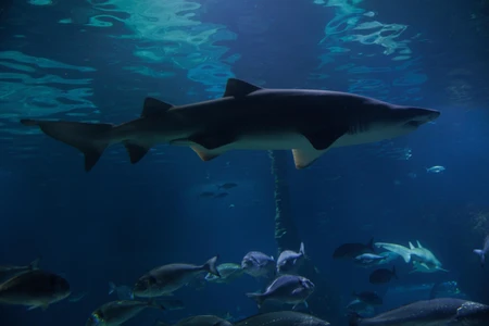 Underwater Shark