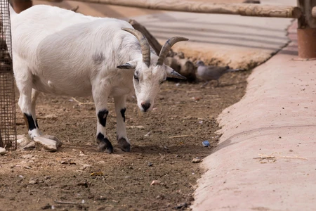 Goat in an Outdoor Enclosure