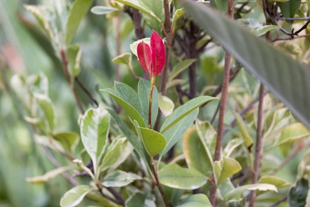 Vibrant Red and Green Foliage