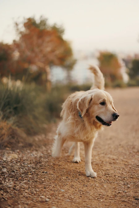 Golden Retriever on a Path