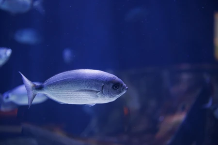 Underwater Serenity