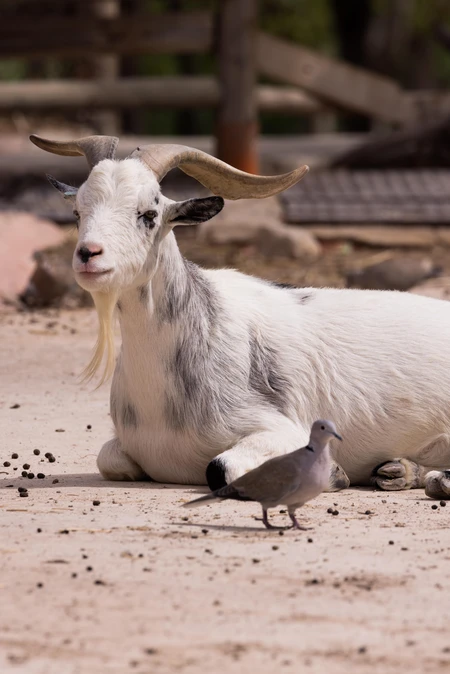 Goat and Dove in Natural Setting