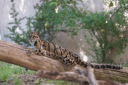 Clouded Leopard Resting