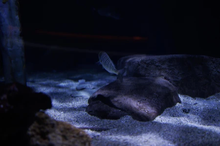 Underwater Scene with Fish