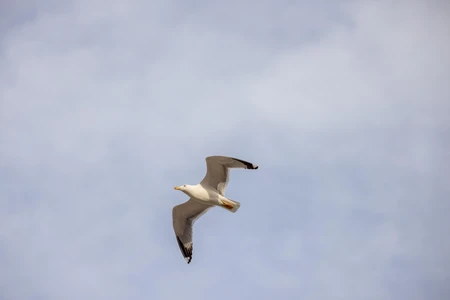 Seagull in Flight