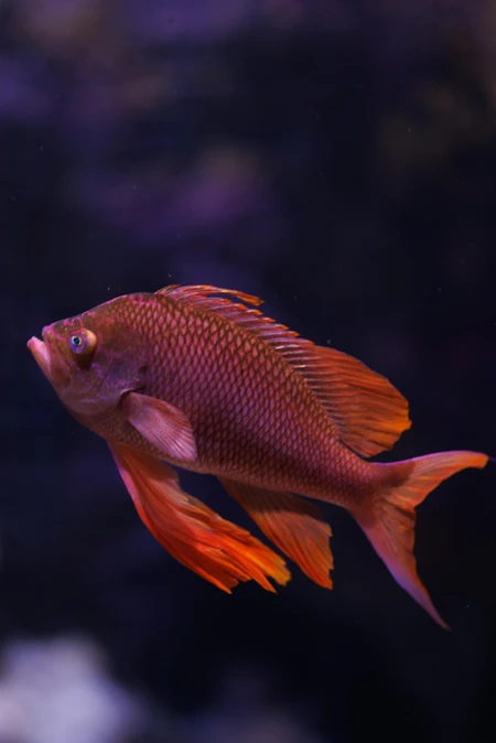 Vibrant Fish Underwater