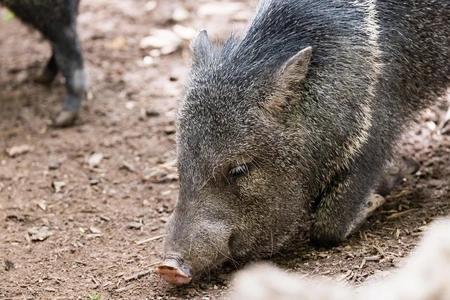 Wild Boar in Natural Habitat