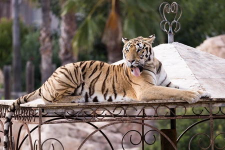 Majestic Tiger Resting