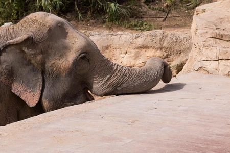 Resting Elephant
