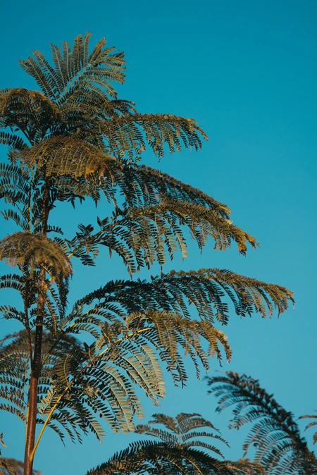 Fern Tree Against Blue Sky