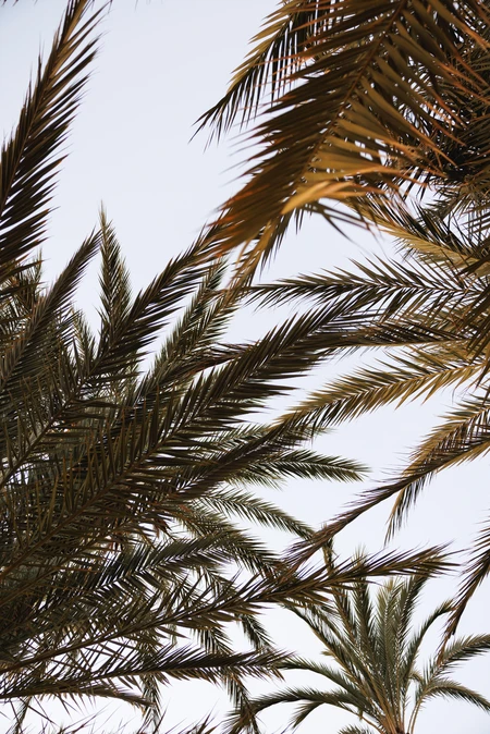 Palm Fronds Against the Sky