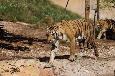Majestic Tigers in Their Habitat