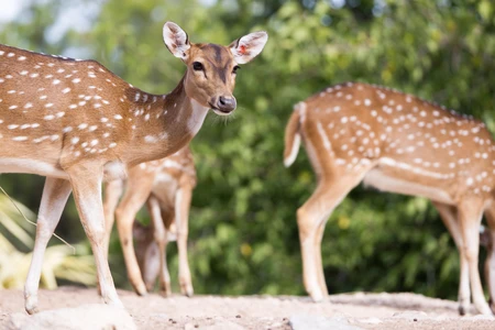 Deer in Natural Habitat