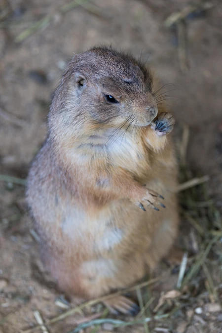 Prairie Dog Close-up