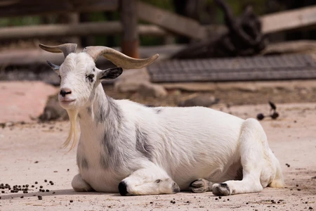Resting Goat