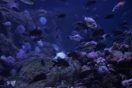 Underwater Aquarium Scene