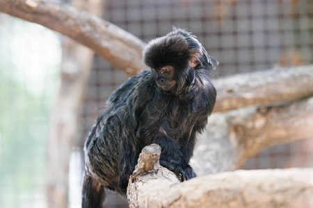 Tamarin Monkey on Branch