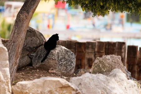 Serene Cat by the Rocks