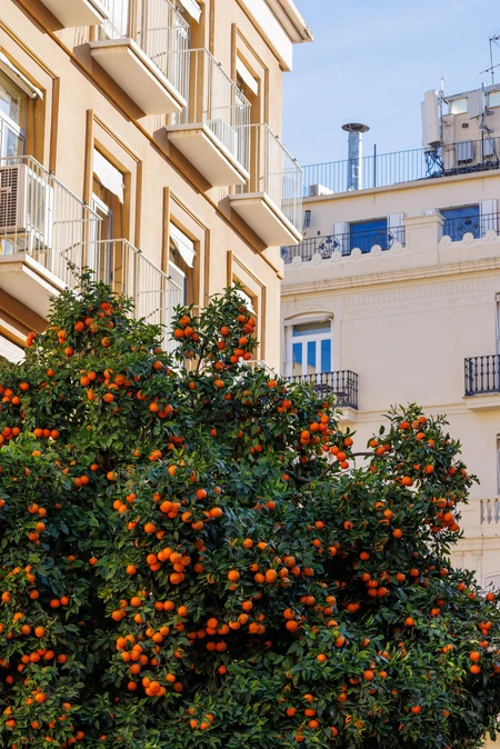 Orange Tree and Urban Architecture
