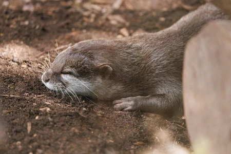 Resting Otter