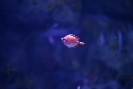 Solitary Fish in Aquarium
