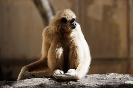 Contemplative Monkey