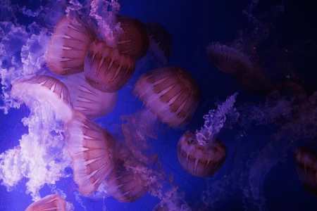 Mesmerizing Jellyfish Dance