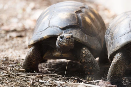 Tortoise on Soil