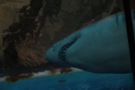Underwater Predator