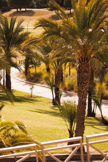 Sunlit Pathway in a Palm Grove