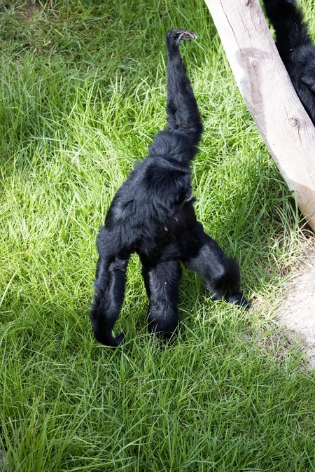 Gibbon in Grass