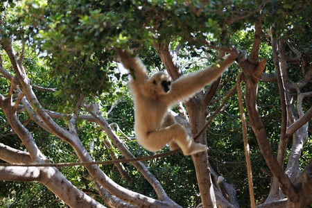 Monkey Hanging on Branch
