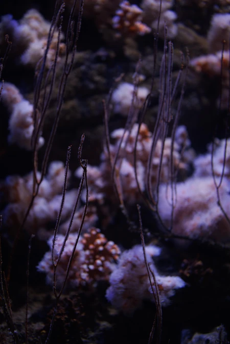 Underwater Coral View