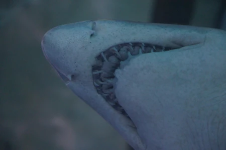 Shark's Profile Close-Up